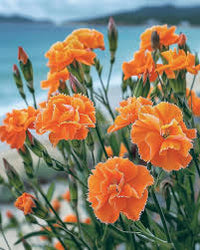 Carnation Dianthus Caryophyllus – Chabaud Orange Flower Seeds
