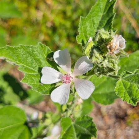 Althaea officinalis Marshmallow planting seeds for home herb gardens.