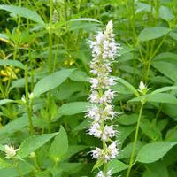Anise Hyssop Snow White Spike Agastache Foeniculum – Elegant Herb & Flower Seeds