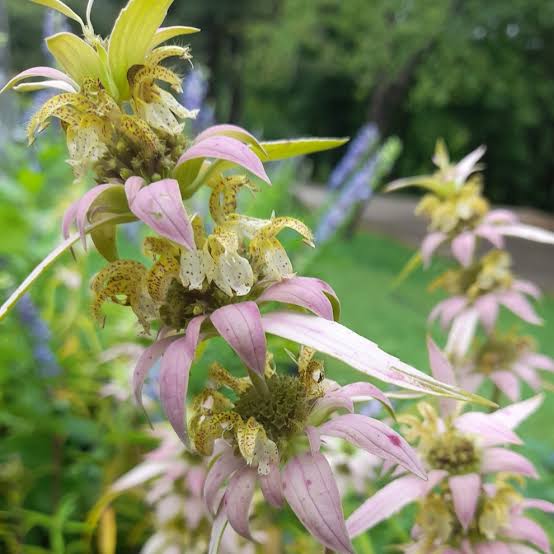 Yellow Dotted Mint Monarda punctata flowers with spotted pale yellow petals and colorful bracts