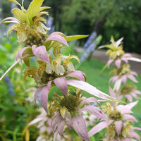 Yellow Dotted Mint Monarda punctata flowers with spotted pale yellow petals and colorful bracts