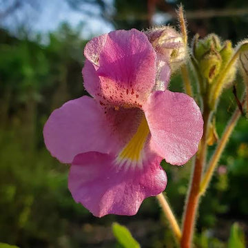 Proboscidea parviflora Southwest Devil’s Claw garden seeds