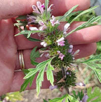 Chinese Motherwort plant seeds featuring the botanical species Leonurus japonicus