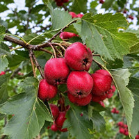 Chinese Hawthorn Tree Seeds – Crataegus pinnatifida, Shan Zha