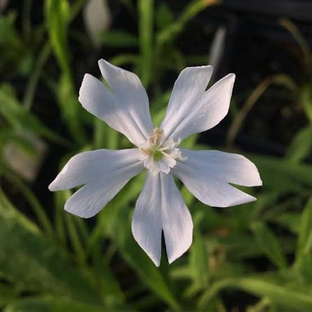 Silene capensis Dream Root botanical garden seeds for plant cultivation