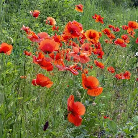 Hayflower Pasture Blend Seeds for Natural Meadow Growing