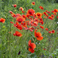 Hayflower Pasture Blend Seeds for Natural Meadow Growing