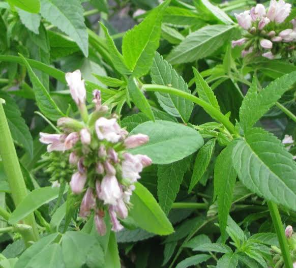 Balm of Gilead Cedronella canariensis seeds for home gardening