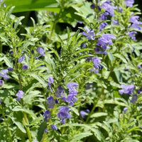 Moldavian Balm annual herb with green foliage and purple flowers