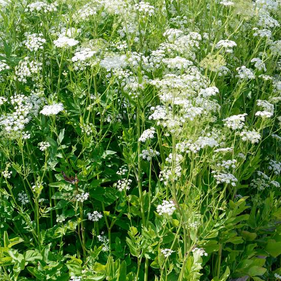 Skirret Vegetable Seeds – Sium sisarum Garden Plant