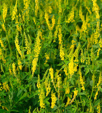 Organic Yellow Melilot Melilotus officinalis Garden Planting Seeds for Flower Gardens and Natural Landscapes