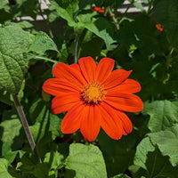 Mexican Sunflower Flower Seeds Tithonia rotundifolia for Home Garden Growing and Ornamental Planting