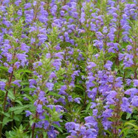 Moldavian Balm Dracocephalum moldavica seeds for herb garden planting