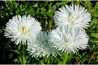 Zinnia Polar Bear Zinnia Elegans – Compact Garden Flower Seeds