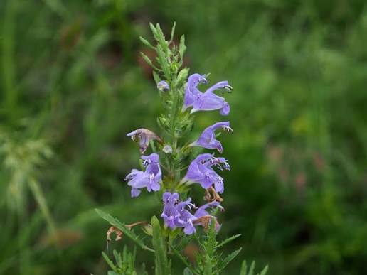 Moldavian Balm annual herb with green foliage and blue-violet flowers