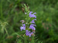Moldavian Balm annual herb with green foliage and blue-violet flowers