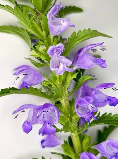 Moldavian Dragonhead herb with green foliage and colorful tubular flowers