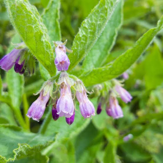 True Comfrey perennial herb growing in a cottage garden with textured foliage