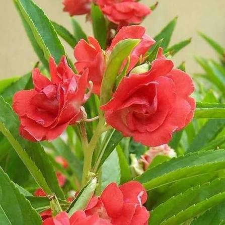 Chinese Balsam Impatiens balsamina seeds for home gardening