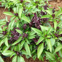 Tree Basil Seeds Ocimum suave for Herb Gardens and Outdoor Growing