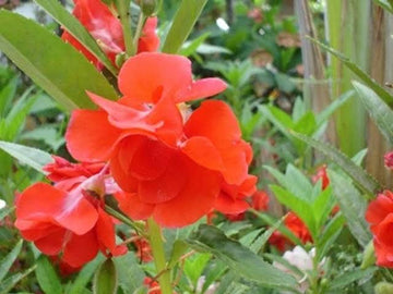 Chinese Balsam Impatiens balsamina flower seeds for ornamental gardening