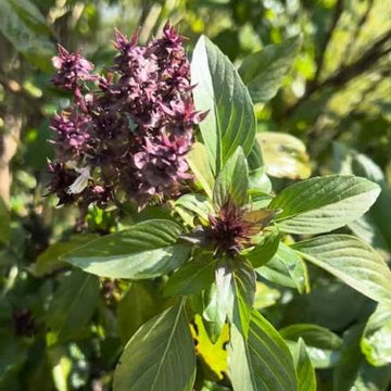 Organic basil seeds featuring Genovese, Greek, Mrihani, Sweet, and Thai Basil varieties