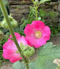 Alcea rosea Seeds – Pastel Hollyhock Flowering Plant