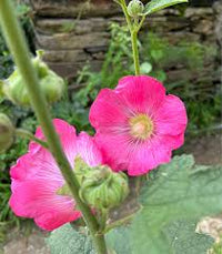 Alcea rosea Seeds – Pastel Hollyhock Flowering Plant