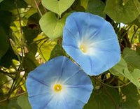 Kikyo Sky Blue – Garden Flower Seeds