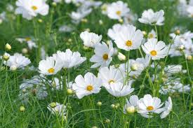 Cosmos Purity Cosmos Bipinnatus – Elegant Garden Flower Seeds
