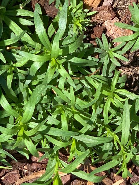Artemisia dracunculoides Russian Tarragon seeds for home gardening