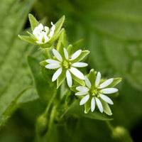 Organic Chickweed Stellaria media seeds for garden planting