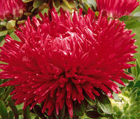 Aster Paeony Duchess Scarlet Callistephus Chinensis – Dwarf Garden Flower Seeds