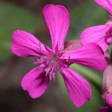 Catchfly Non-So-Pretty Silene Armeria – Hardy Garden Flower Seeds