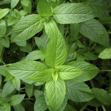 Peppermint mint plant seeds Mentha piperita for home herb gardens