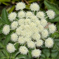 Oregon Coast Angelica Angelica hendersonii seeds for botanical gardening