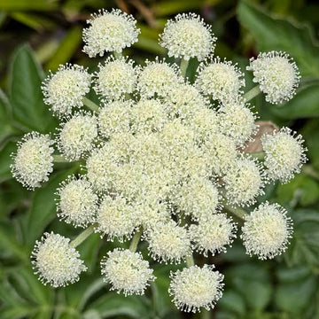 Oregon Coast Angelica Angelica hendersonii seeds for botanical gardening