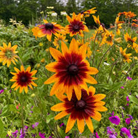 Gloriosa Daisy – Hardy Wildflower Garden Seeds