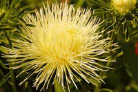 Aster Needle Unicum Yellow Callistephus Chinensis – Dwarf Garden Flower Seeds