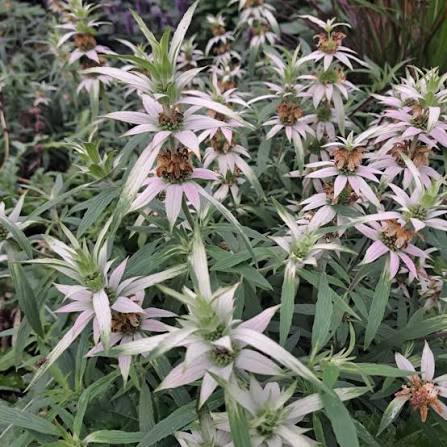 Monarda punctata flowering plant with aromatic green foliage for wildflower gardens and landscaping