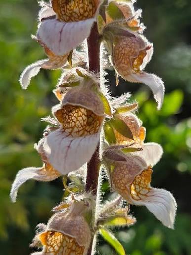 Organic Grecian Foxglove (Digitalis lanata) with tall woolly flowering stems, elongated green leaves, and creamy-white tubular blossoms featuring distinctive purple-brown veins.