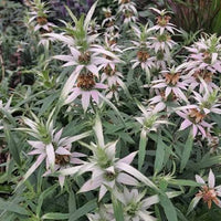 Yellow Dotted Mint Monarda punctata flowering stems with spotted cream-yellow petals and colorful bracts