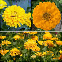 Zinnia Canary Bird Zinnia Elegans – Vibrant Garden Flower Seeds