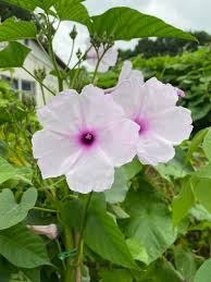 Caudiciform Morning Glory – Garden Flower Seeds