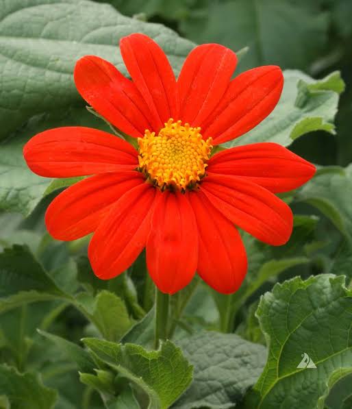 Mexican Sunflower Tithonia rotundifolia Seeds for Colorful Annual Flower Gardens and Landscape Growing