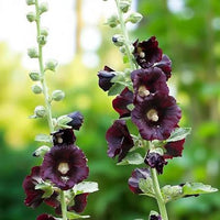 Arabian Nights Black Hollyhock Alcea rosea var. nigra flowering plant with tall upright stems, green lobed leaves, and deep maroon nearly black flowers
