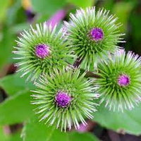 Burdock Gobo Seeds – Japanese Root Vegetable for Garden Growing