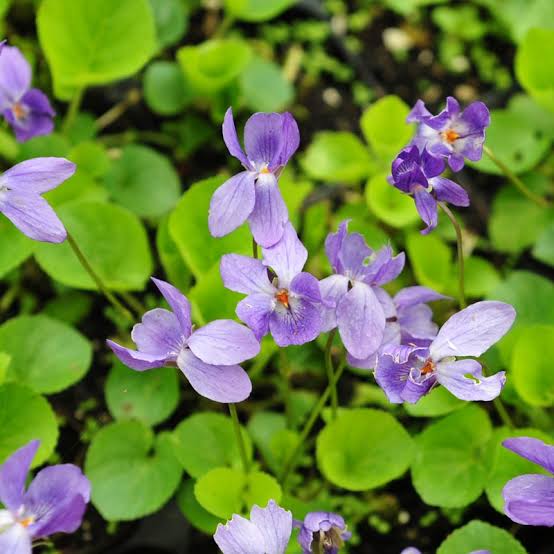 Heartsease Violet Seeds – Viola tricolor Johnny-Jump-Up Flowers