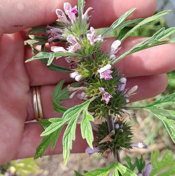Chinese Motherwort herb garden seeds for growing Leonurus japonicus
