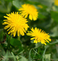 Wild Dandelion plant showing bright yellow flower heads and toothed green foliage